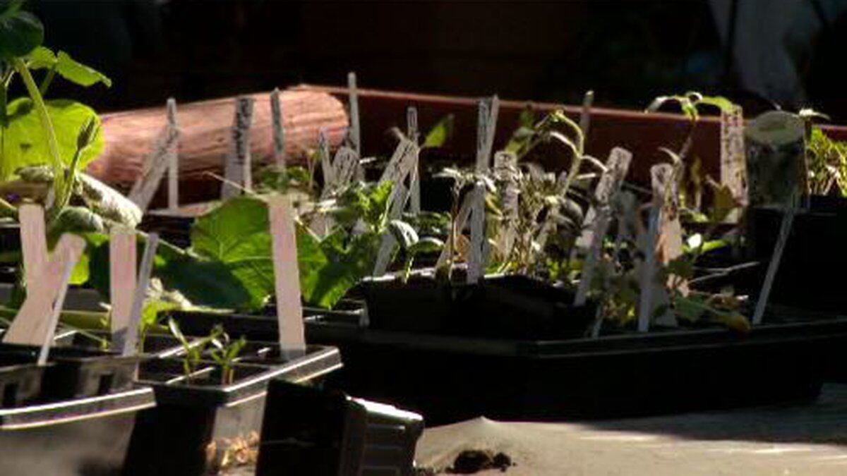 Get ready to garden by hardening off your plants.