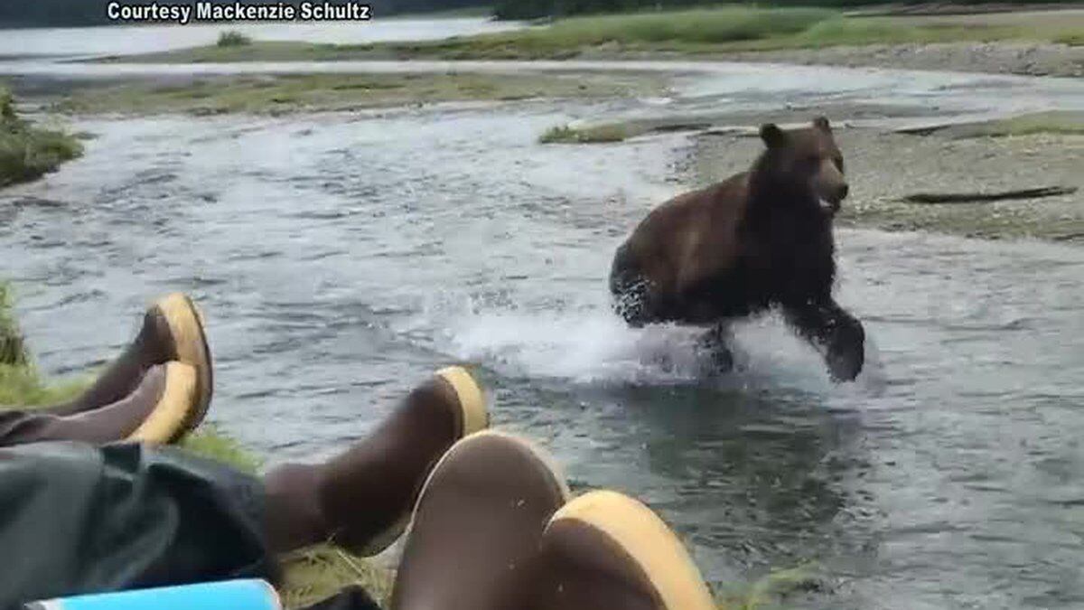 Kenai River Brown Bears - PRESS RELEASE KENAI RIVER BROWN BEARS