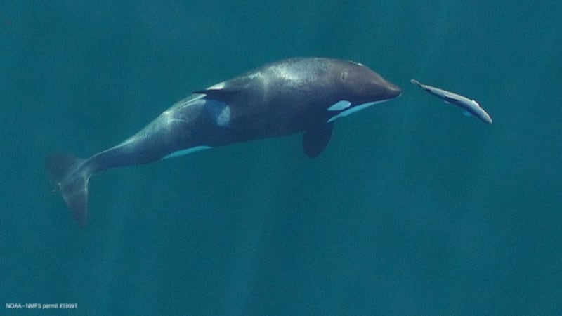 A young southern resident killer whale chases a Chinook salmon in the Salish Sea near San Juan...