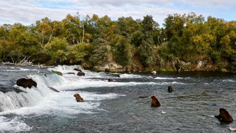 Alaska's brown bears fatten up for the winter, eating salmon at Brooks Falls.