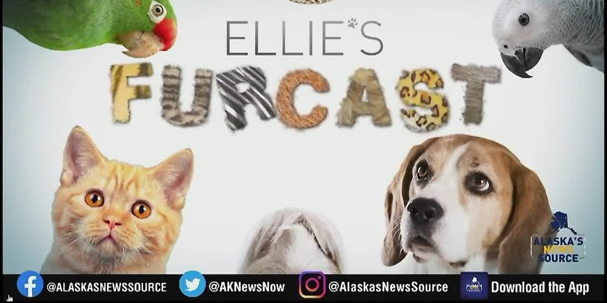Ellie's Furcast: Find a 'fur'ever friend at AARF's biggest adoption event of ...