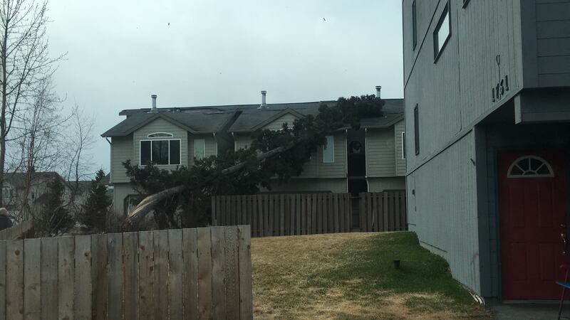 Channel 2 viewer Billy Gochanour shared this photo of wind damage in the O'Malley area.