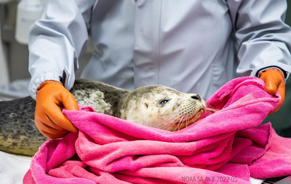 Cerulean, a harbor seal pup, rescued on August 22, 2022, getting cared for by staff at the...
