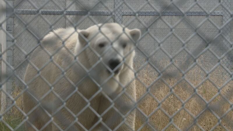 Cranbeary the polar bear, seen behind layers of fence in the maternity den enclosure of the...