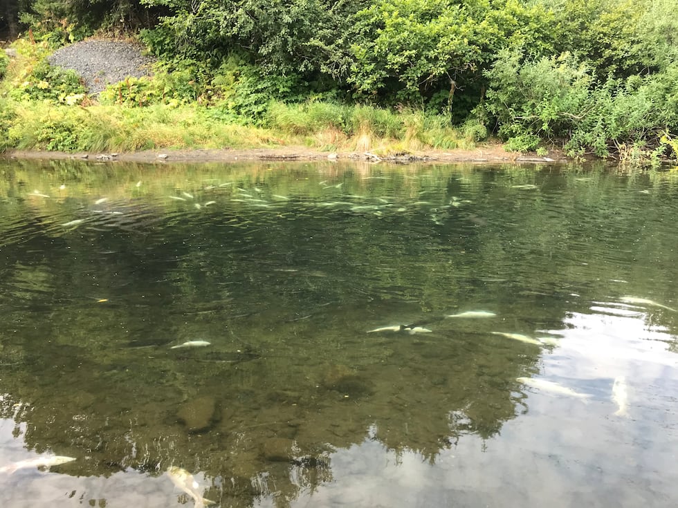 Local biologists believe the salmon died of suffocation after warming temperatures reduced...