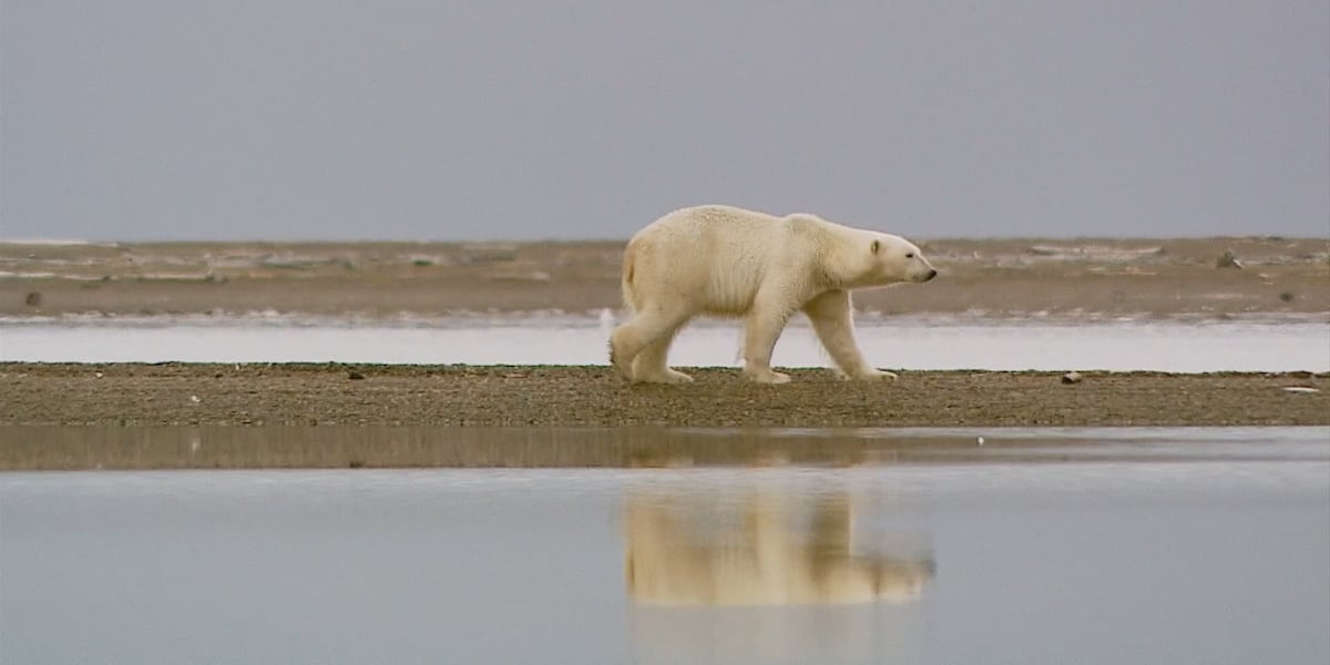 First avian influenza death of Alaska polar bear reflects growing spread of virus First avian influenza death of Alaska polar bear reflects growing spread of virus