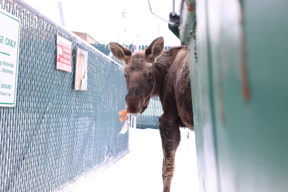 According to James West’s post, the moose was stumbling, chewing profusely and foaming at the...