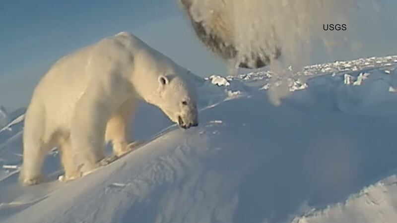 The USGS researchers used GPS collars with a camera, accelerometor and other scientific tools...