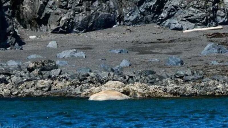 A dead gray whale near Portage Bay