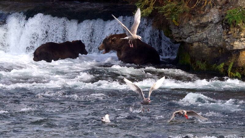 At the peak of the September silver salmon run, bears and seagulls battle over fish at Brooks...