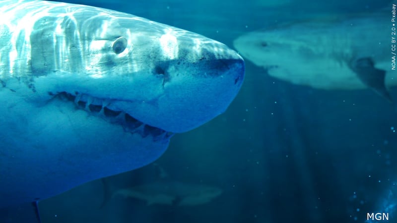 FILE - After being bitten by sharks, both fishermen had to be taken by helicopter to a...