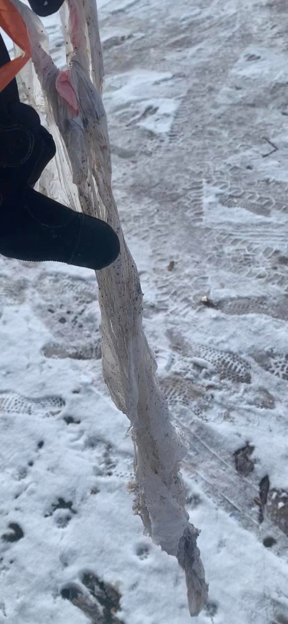 James West shared he was able to remove the plastic bag, without causing harm to the moose or...