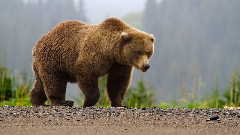 Grizzly bear.