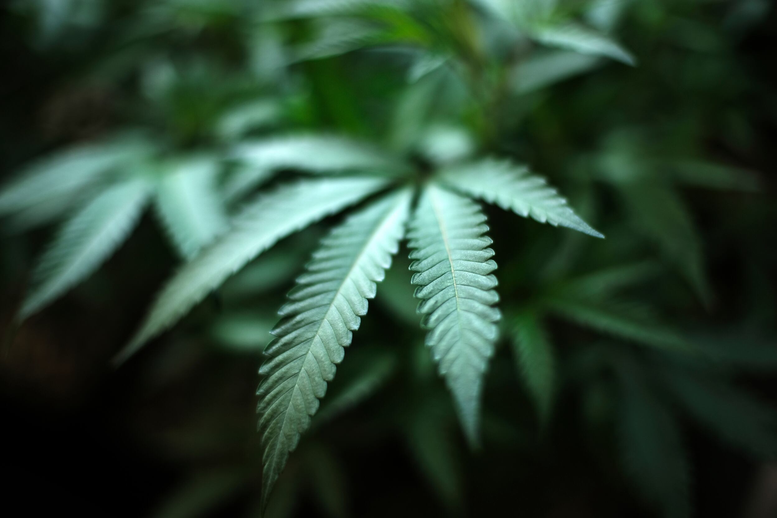 Stalled marijuana tax reform bill elicits mixed reaction from industry - Vimarsana News