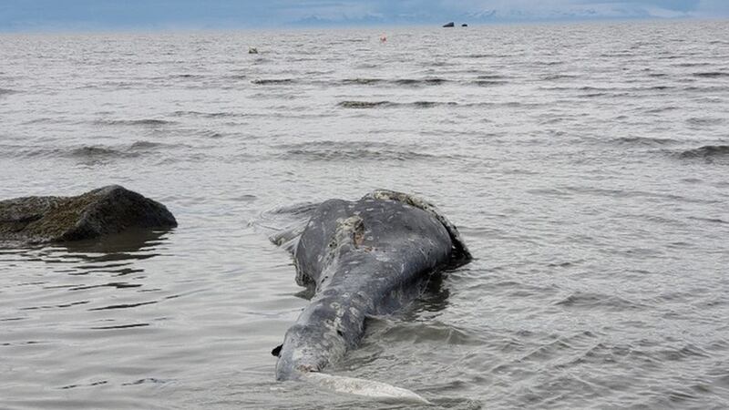 A dead whale was found near Clam Gulch on the Kenai Peninsula (NOAA Photo).