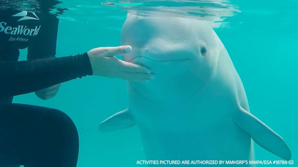From SeaWorld