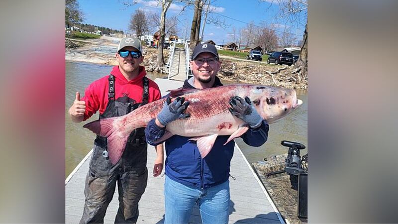 A fishing guide service caught a 63-pound bighead carp in Oklahoma.