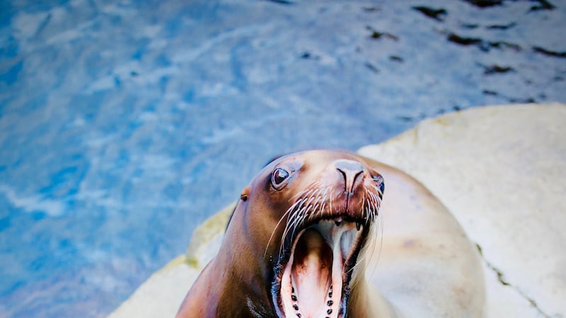 Mara the SeaLion is due to give birth this coming spring