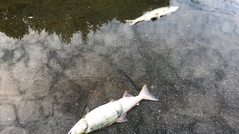 Hundreds of dead pink salmon and other fish species were found in the Buskin River.