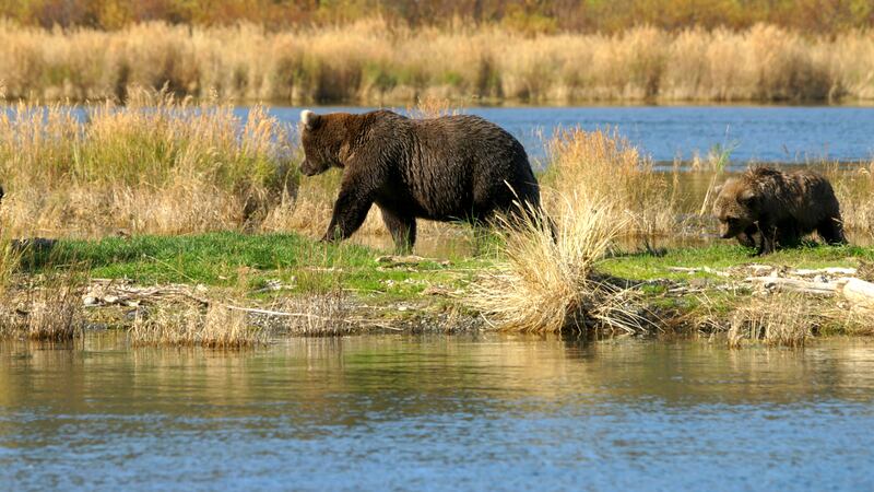 A brown bear sow and cub walk along the edge of a lake in Katmai National Park in September of...